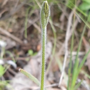 Glossodia major at Downer, ACT - suppressed