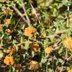 Acacia gunnii (Ploughshare Wattle) at Farrer, ACT - 11 Sep 2021 by Mike