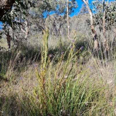 Stypandra glauca (Nodding Blue Lily) at Farrer, ACT - 11 Sep 2021 by Mike