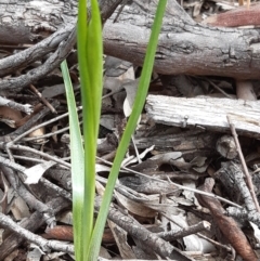 Diuris sp. (A Donkey Orchid) at Black Mountain - 10 Sep 2021 by mlech