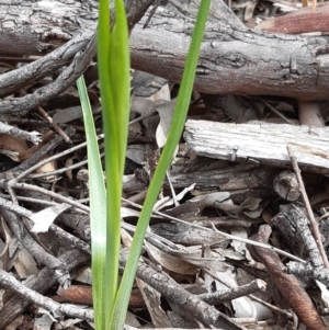 Diuris sp. at Downer, ACT - 10 Sep 2021