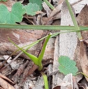 Wurmbea dioica subsp. dioica at Downer, ACT - 10 Sep 2021