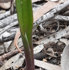 Unidentified Orchid at Downer, ACT - 10 Sep 2021 by mlech