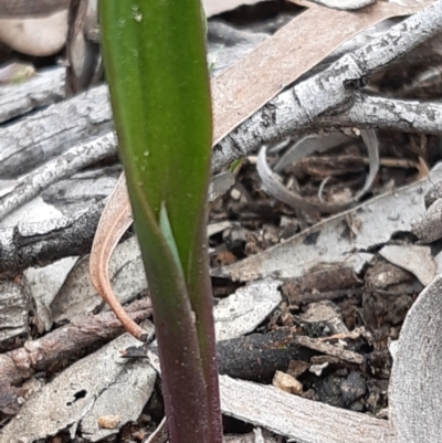 Unidentified Orchid at Downer, ACT - 10 Sep 2021 by mlech