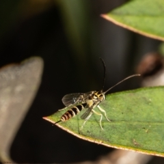 Ichneumonidae (family) (Unidentified ichneumon wasp) at Macgregor, ACT - 11 Sep 2021 by Roger