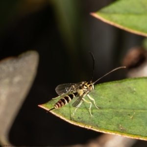 Ichneumonidae (family) at Macgregor, ACT - 11 Sep 2021