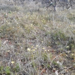 Diuris chryseopsis (Golden Moth) at Goorooyarroo NR (ACT) - 10 Sep 2021 by mlech