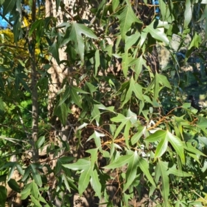 Brachychiton populneus subsp. populneus at Farrer, ACT - 11 Sep 2021