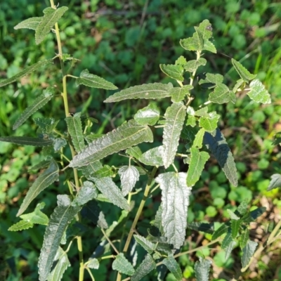 Pavonia hastata (Spearleaf Swampmallow) at Farrer, ACT - 11 Sep 2021 by Mike