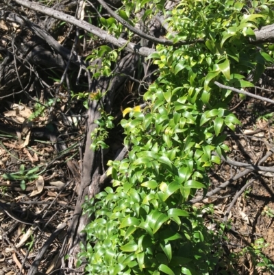 Asparagus asparagoides (Bridal Creeper, Florist's Smilax) at Campbell, ACT - 11 Sep 2021 by Ned_Johnston