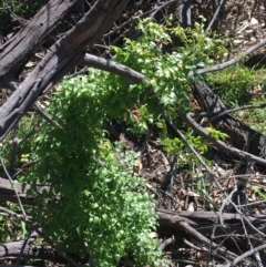 Asparagus asparagoides at Campbell, ACT - 11 Sep 2021