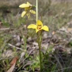 Diuris chryseopsis (Golden Moth) at Forde, ACT - 9 Sep 2021 by mlech