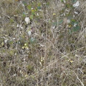 Diuris chryseopsis at Forde, ACT - 9 Sep 2021