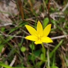 Hypoxis hygrometrica var. hygrometrica (Golden Weather-grass) at Forde, ACT - 9 Sep 2021 by mlech