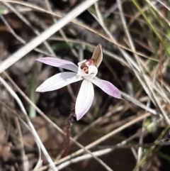 Caladenia fuscata (Dusky Fingers) at Goorooyarroo NR (ACT) - 9 Sep 2021 by mlech