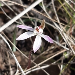 Caladenia fuscata (Dusky fingers) at Forde, ACT - 9 Sep 2021 by mlech