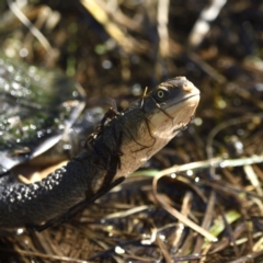 Chelodina longicollis (Eastern Long-necked Turtle) at Jerrabomberra Wetlands - 11 Sep 2021 by davidcunninghamwildlife