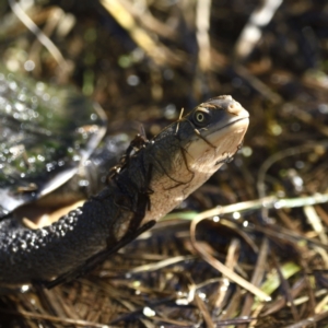 Chelodina longicollis at Fyshwick, ACT - 11 Sep 2021 12:44 PM