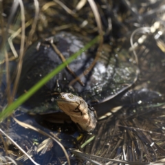 Chelodina longicollis at Fyshwick, ACT - 11 Sep 2021