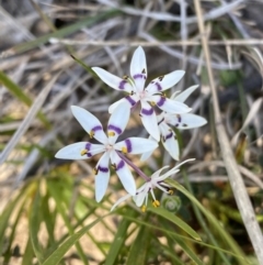 Wurmbea dioica subsp. dioica (Early Nancy) at Mount Taylor - 11 Sep 2021 by Shazw