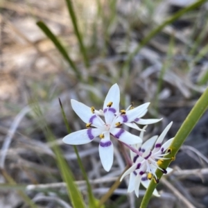 Wurmbea dioica subsp. dioica at Kambah, ACT - 11 Sep 2021