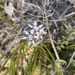 Wurmbea dioica subsp. dioica at Kambah, ACT - 11 Sep 2021 03:20 PM