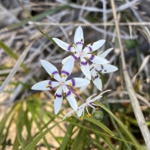 Wurmbea dioica subsp. dioica at Kambah, ACT - 11 Sep 2021