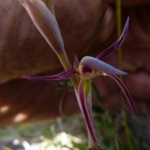 Lyperanthus suaveolens at Boro, NSW - 8 Sep 2021