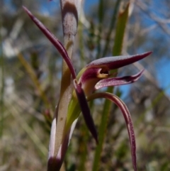 Lyperanthus suaveolens at Boro, NSW - 8 Sep 2021