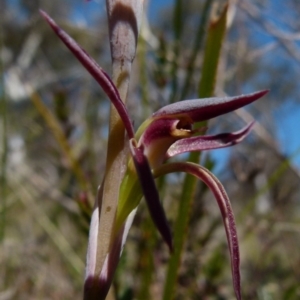 Lyperanthus suaveolens at Boro, NSW - 8 Sep 2021