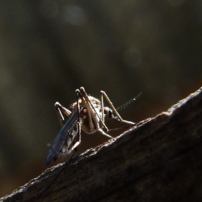 Culicidae (family) (A mosquito) at Boro, NSW - 8 Sep 2021 by Paul4K