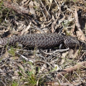 Tiliqua rugosa at Boro, NSW - 8 Sep 2021