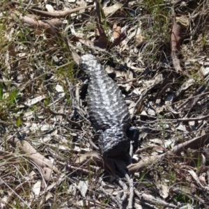 Tiliqua rugosa at Boro, NSW - 8 Sep 2021