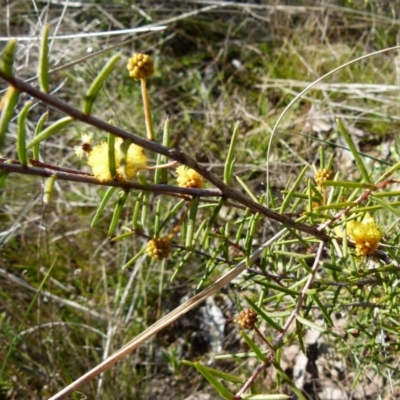 Acacia brownii (Heath Wattle) at Boro, NSW - 8 Sep 2021 by Paul4K