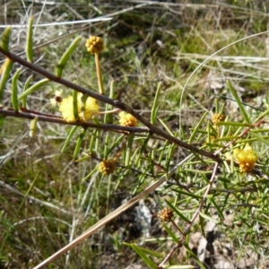 Acacia brownii at suppressed - 8 Sep 2021