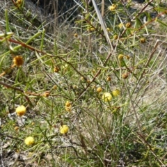 Acacia brownii at Boro, NSW - 8 Sep 2021