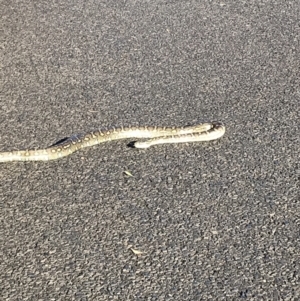 Morelia spilota at suppressed - suppressed