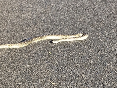 Morelia spilota (Carpet Python) at Evans Head, NSW - 11 Sep 2021 by AliClaw