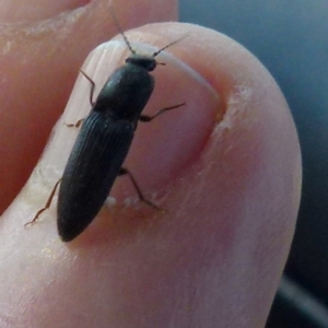 Elateridae sp. (family) at Boro, NSW - 8 Sep 2021