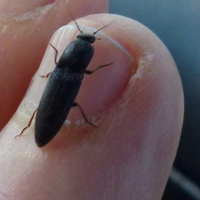 Elateridae sp. (family) (Unidentified click beetle) at Boro, NSW - 8 Sep 2021 by Paul4K