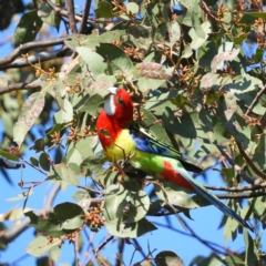 Platycercus eximius (Eastern Rosella) at Farrer Ridge - 8 Sep 2021 by MatthewFrawley