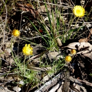 Leucochrysum albicans subsp. albicans at Boro, NSW - suppressed