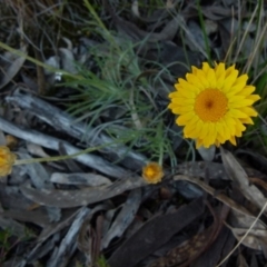 Leucochrysum albicans subsp. albicans at Boro, NSW - suppressed