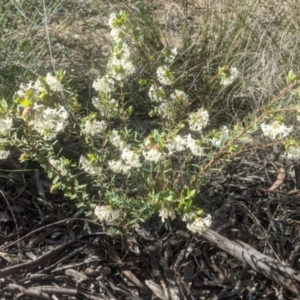 Pimelea linifolia at Lake George, NSW - 11 Sep 2021