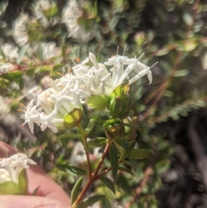 Pimelea linifolia at Lake George, NSW - 11 Sep 2021