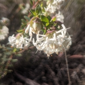 Pimelea linifolia at Lake George, NSW - 11 Sep 2021