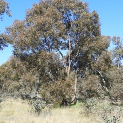 Eucalyptus blakelyi (Blakely's Red Gum) at Farrer Ridge - 8 Sep 2021 by MatthewFrawley