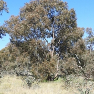 Eucalyptus blakelyi at Wanniassa, ACT - 8 Sep 2021