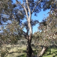 Eucalyptus blakelyi at Farrer Ridge - 8 Sep 2021 02:51 PM