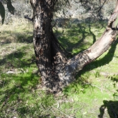 Eucalyptus blakelyi at Farrer Ridge - 8 Sep 2021 02:51 PM